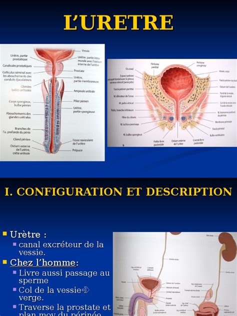 méat urétral|L’URETRE MASCULIN : ANATOMIE DESCRIPTIVE ET。